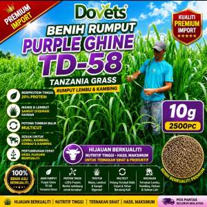 10Gram (2500Biji) Benih Purple Guinea Grass Tanzania TD58 High Protein Rumput Ternakan