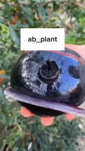 Bibit delima hitam super