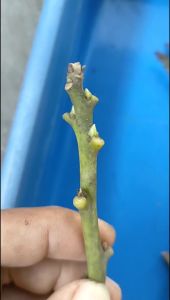 Entress Alpukat Nikol Superr: Manfaat dan Cara Menggunakannya