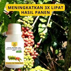Pupuk Kopi Cepat Berbuah / Pupuk Pelebat Buah Kopi / Pupuk Booster Kopi Cair