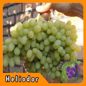 Bibit Anggur Import Heliodor Grafting Valid Murah Berkualitas