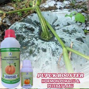 Pupuk Buah Pelebat Labu  Pupuk Booster Pelebat Buah Labu Organik  Pupuk Labu Berbuah Lebat Pupuk