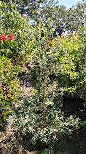 แปรงล้างขวดแดง กระถาง 11 นิ้ว ต้นสวยและแข็งแรง (กทม)