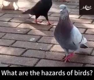 Penghalau burung 100 Years without birds Bird repellent outdoor no birds within 1000 meters Bird spikes suitable for various places Penghalau burung merpati long lasting effectnot easy to evaporate Pigeons repellent 驱鸟神器