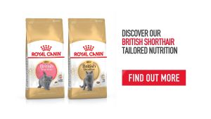 Royal Canin British Shorthair Adult FREE SHIP Thức ăn cho mèo lông ngắn