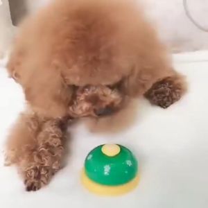 Pet Toy Bell Toy Dog Cat Call Bell Funny Toy Feeding Ringer Pet Training Toys rabbit toys 宠物训练按铃