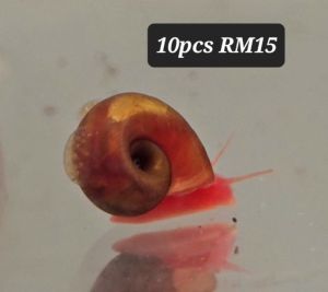 Red Ramshorn Snail / Red Apple Snail / Freshwater(苹果螺）