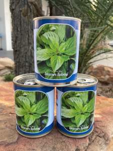 โหระพาใบใหญ่ โหระพาใบพลู โหระพา บรรจุ 50 กรัม (ประมาณ 25000 เมล็ด) สิ้นอายุทำพันธ์ 02 / 70