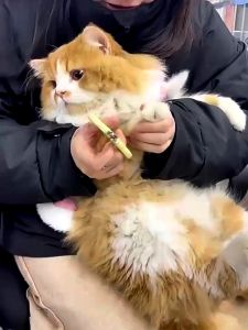 AP AIMAYAPET Pet Nail Clipper Dog Round Hole Nail Cutter Totoro Styling Anti Bleeding Cat Nail Clipper