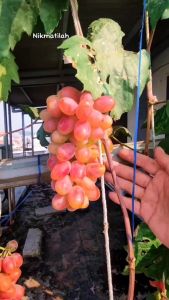 Bibit Anggur Transfiguration - Anggur Import Genjah dan Adaptif