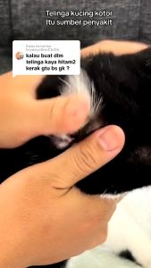 KIYOPAW Obat Tetes Telinga untuk Kucing Anjing Pembersih Kotoran Telinga Kucing EAR PAW