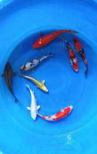 Japan koi import 20-23cm 8pcs OFFER COMBO at RM4999 only + shipping 3 boxes RM180 ( Ginrin Chagoi Showa Yamabuki Ogon Kohaku White Platinum Shiro Utsuri Benigoi )