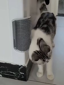 เสริมจุดขนแมว: แปรงนวดหวีขนแมว (พร้อมหญ้าชนิดหนึ่ง) สำหรับนวดขนแมว ขายทุกชนิด และติดตามลักษณะสะอาดง่าย