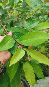 Bibit Tanaman Daun Salam Bibit Salam Bumbu Masak