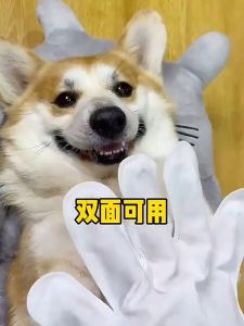 Deodorizing Pet Care Products: No-Wash Gloves & Dry Cleaning Wipes