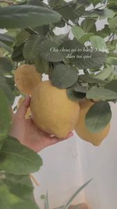 Cây giống chanh vàng mỹ quả to bự