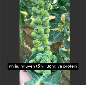 (Nhập) Hạt giống bắp cải tí hon xanh hàng công ty nội địa Trung đóng gói chắc chắn rõ ràng Hoang My food and beauty
