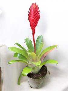 Bromeliad Christiane