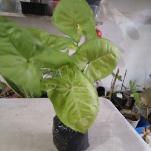 The Syngonium podophyllum Cream Allusion is a compact bushy evergreen perennial known for its striking arrowhead-shaped leaves. Lice in polybag