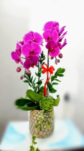 Que Cắm Lan Hồ Điệp Cây Cảnh Hoa Hồng dày 3.5mm bọc nhựa dùng định hình cành cây hoa kiểng combo 10