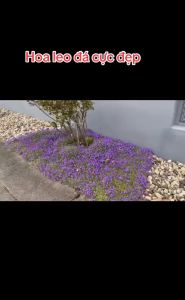 Gói 100 Hạt giống hoa leo đá -chịu nhiệt tốt - mix nhiều màu sắc