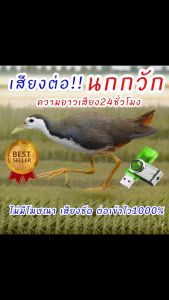 เสียงต่อนกกวัก เสียงนกไก่นา ความยาว 24 ชั่วโมง ต่อเข้าเร็ว USBแฟลชไดร์ฟเสียงต่อนกกวัก เสียงชัดเสียงใสไร้โฆษณา