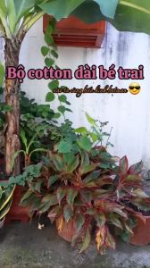 Bộ cotton dài tay batman hoạt hình bo viền bé trai bo viền ấm áp