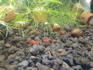 Hiasan Aquarium Red cherry shrimp / rcs / udang red ceri hiasan dan pembersih alga aquascape