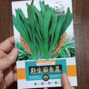 Hạt Giống Ngò Gai Nhập khẩu hạt giống mùi tàu nhập khẩu nội địa Trung - shop Yến Liên Beauty