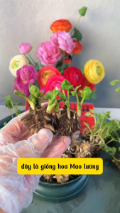 Củ hoa hồng mao lương màu cam - 1 củ kèm viên nén sơ dừa ươm củ