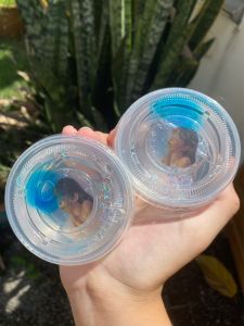 《🌙蓝月BlueMoon》✨hlingstudio 透明史莱姆 Clear Slime
