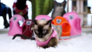 Cat Harness Lead Leash Set Adjustable Reflective Escape Proof Pet Mesh Vest Harness Puppy Dog Collar Small Dog Cat Pet Supplies