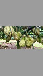 ต้นกล้าทุเรียนแคระอินโดนีเซีย ต้นเสียบยอดสูง 60-80 ซม. พันธุ์คัดเลือกให้ผลผลิตสูง