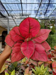 TERLARIS!!! Aglonema Red Anjamani Super Jumbo
