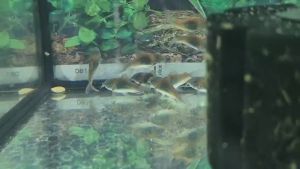 Orange Venezuelan Corydoras 委内瑞拉(橙)鼠