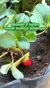 Benih Buah Buahan Komplit: Bibit Tanaman Strawberi
