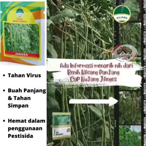 Benih Bibit Kacang Panjang Hijau Super Tahan Virus JANGES 150 biji Cap Kujang