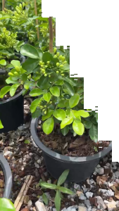 แก้วพวงดวงใจ ดอกเป็นพวงใหญ่ หอมมาก Murraya Orange Jasmine