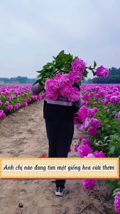 Hạt Giống Hoa Mẫu Đơn Nhiều Màu CT510 - Gói 10 hạt