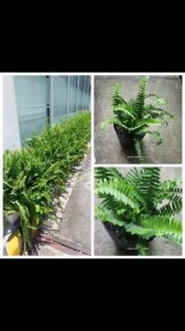 Dương xỉ lá me trang trí đẹp mắt tán lá rủ mềm mại đặt trong phòng khách bàn làm việc quán cà phê