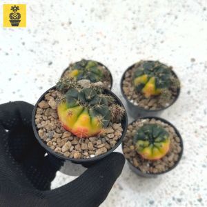 Gymnocalycium Damsii Variegated / Cactus Succulents / Kaktus Sukulen