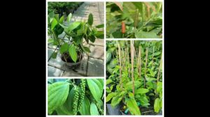 Cây tiêu gia vị Việt Nam Minh Hân Garden