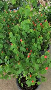 ชบาหลอด ชบาร่ม ดอกสีแดง ต้นแข็งแรง สวยงาม