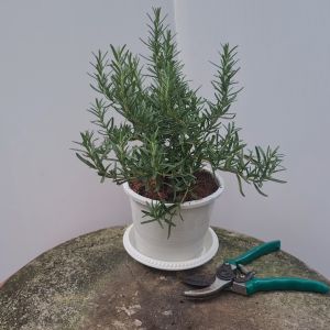 ต้นโรสแมรี่  กระถางสีขาว 6นิ้ว  กระถางขาว โรสแมรี่