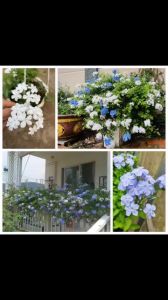 Cây thanh xà bạch xà decor ban công hoa quanh năm khỏe mạnh chăm sóc cây khá dễ dàng Minh Hân Garden