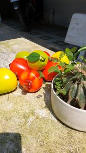 1 Trái điều giả - Trái cây giả - TUYET XUAN SHOP