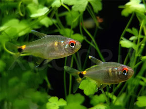 Head & Tail Light Tetra/Ornamental fish/Freshwater/Readystock