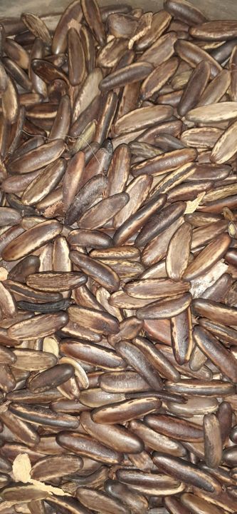 H%E1%BA%A1t%20ph%C6%B0%E1%BB%A3ng%20%C4%91%E1%BB%8F%20(ph%C6%B0%E1%BB%A3ng%20v%C4%A9)%20gi%E1%BB%91ng%20-%20Image%208