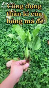 Bông mã đề khô [1kg] - Tác dụng tốt cho người bị thận và đường tiết niệu