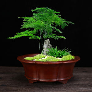 Premium Purple Clay Orchid Pot Ceramic round Desktop Cloud Bamboo Bonsai Pine Pine Yellow Hawthorn Butterfly Orchid Container